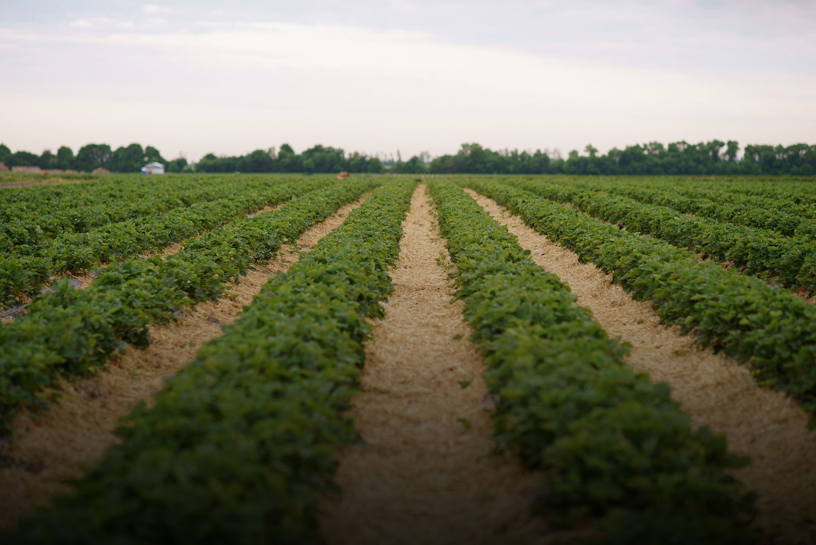 North County agricultural landscape and local economy